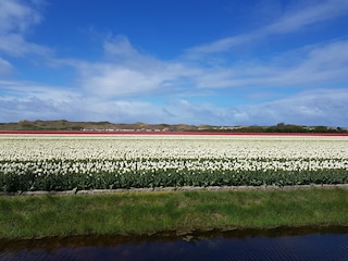 Bungalow Holland Umgebung 29