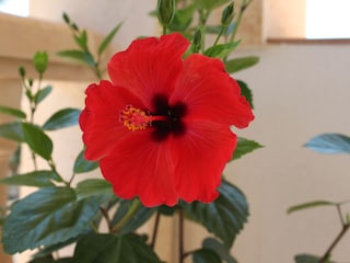 Hibiskus