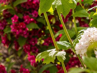 Ferienhaus Ahrenshoop Außenaufnahme 14