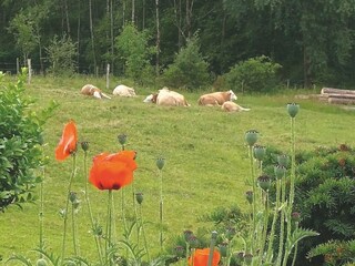 Appartement Kirchhundem Buitenaudio-opname 12