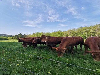 Appartement Kirchhundem  39