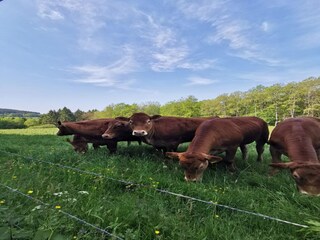 Apartamento Kirchhundem  38