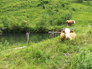 Kuh Glück an unserem Speicherteich