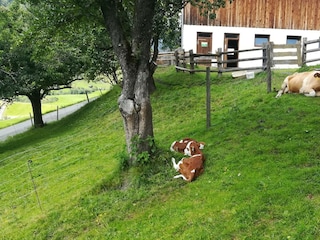 Kuh mit ihren Zwillingskälbchen