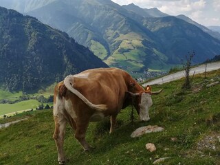 Kuh "Nuss" auf der Alm