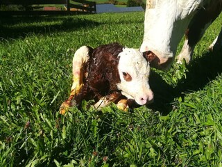 gerade auf die Welt gekommen