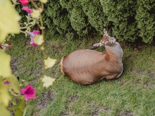 kleintierhof©karinpfisterer-1224