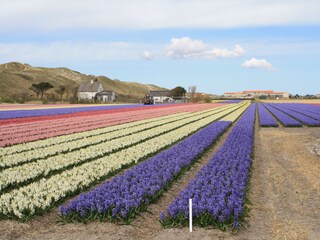 Casa per le vacanze Julianadorp Ambiente 29