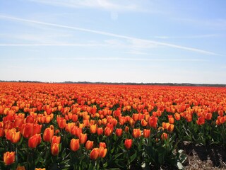 Vakantiehuis Julianadorp Omgeving 31