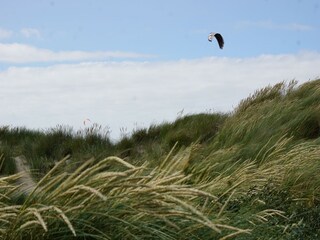 Apartment Kamperland Umgebung 24