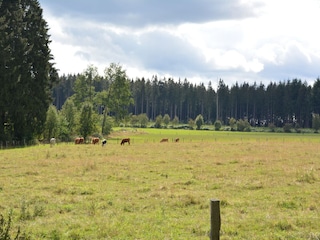 Holiday house Neufchâteau Outdoor Recording 11