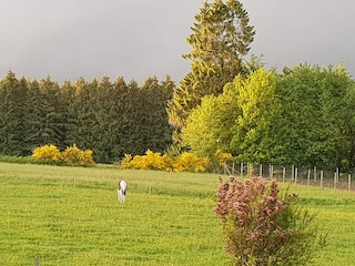 Holiday house Neufchâteau Outdoor Recording 15