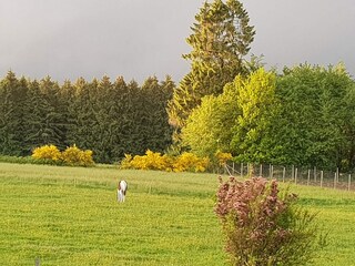 Vakantiehuis Neufchâteau Buitenaudio-opname 7