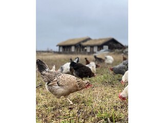 Frische Eier von den freilaufenden Hühnern des Anwesens