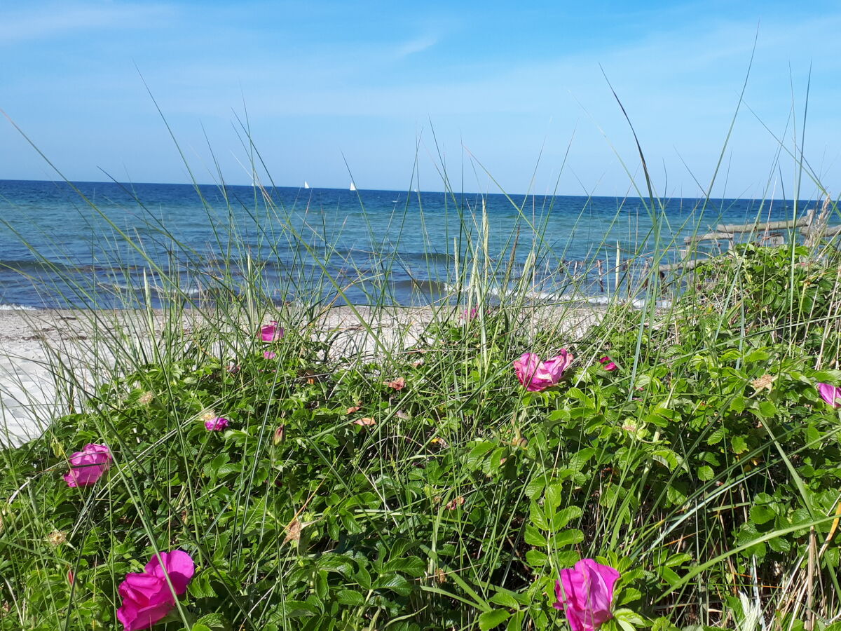 am Strand von Kronsgaard