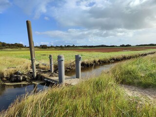 The salt marshes near Borgsum