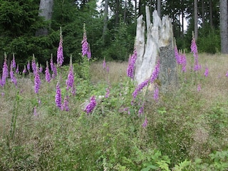 Auf der Willinger Hochheide