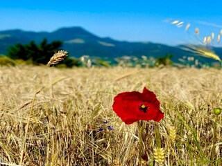 Villa San Vittore Environnement 24