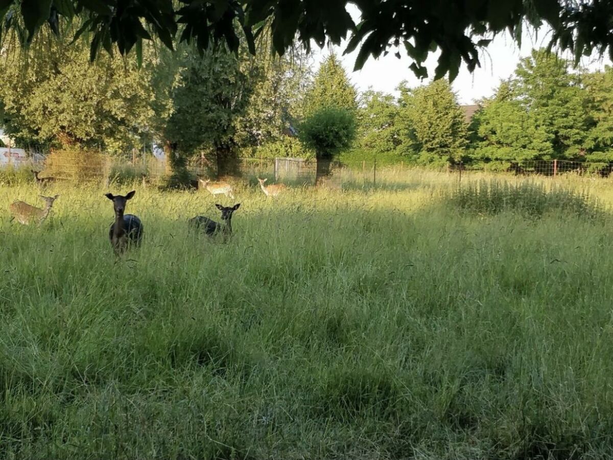 Rehe in der Umgebung