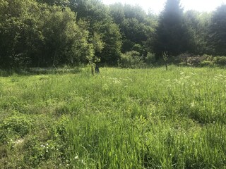 Wiese Frühling hinter dem Haus