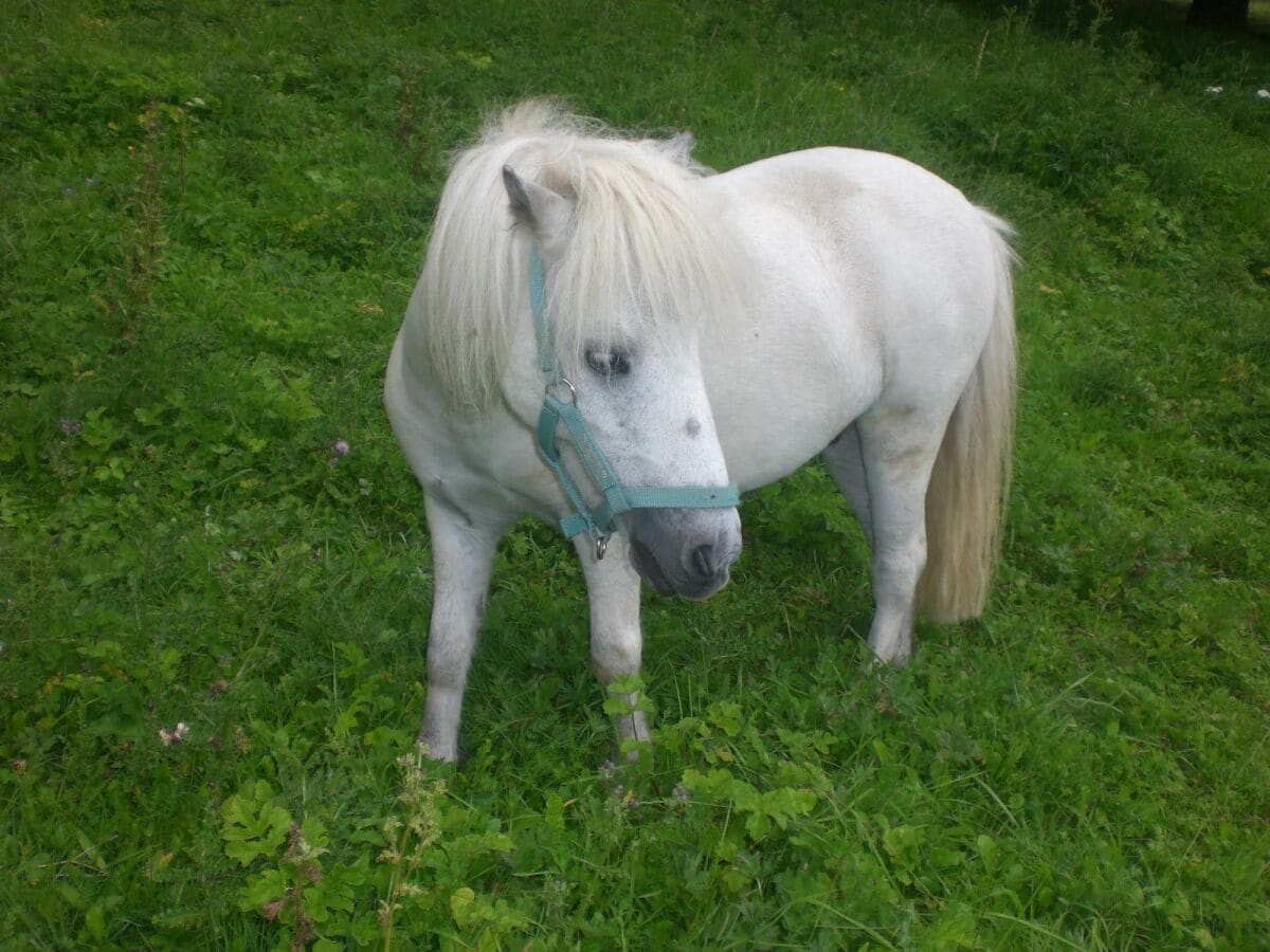 Pony Figaro