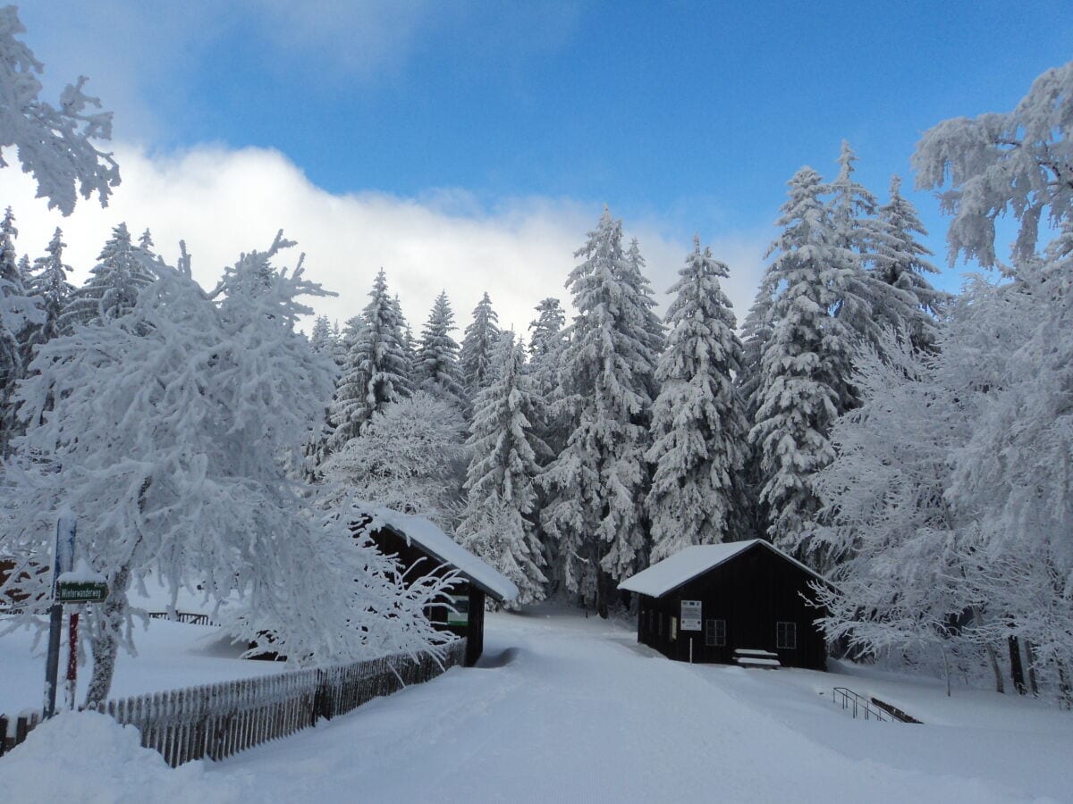 Winter im Wald