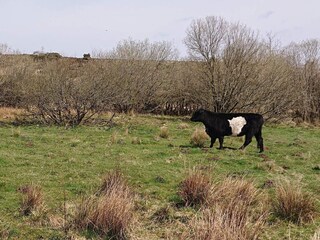 Casa de vacaciones Hovborg  13