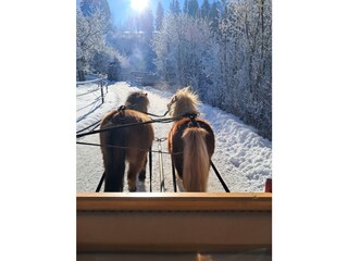 Carriage with the ponies