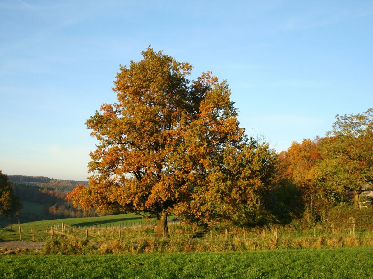 Ferienhaus Theux Umgebung 31