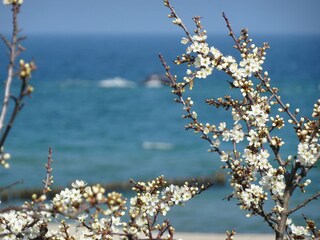 Frühjahr an der Ostsee