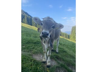 Freundliche Begegnung beim Wandern