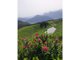 Wertacher Hörnle Alpenrosenblüte