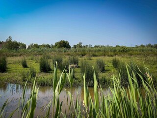 Vakantiehuis Eastermar Omgeving 33