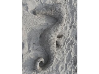 Vakantieappartement Zingst Omgeving 20