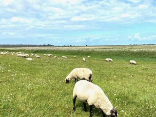 Vakantieappartement Zingst Omgeving 28