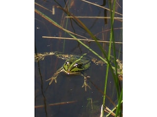 Auch der Frosch geniesst die Ruhe