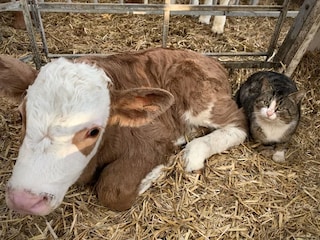 Bauernhof Tetenbüll Außenaufnahme 10