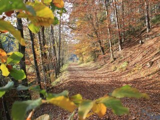 Holiday park Waldbrunn (Odenwald) Environment 17