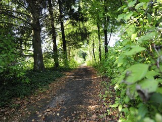 Holiday park Waldbrunn (Odenwald) Environment 23