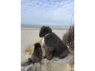 Ferienwohnung Langeoog Umgebung 22