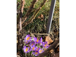 Krokus in unserem Garten