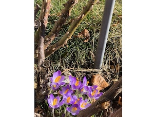 Krokus in unserem Garten