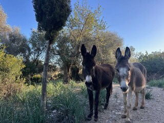 Casa de campo Pollensa Entorno 46