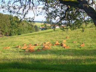 Limousin-Mutterkuhherde