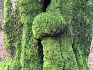 Parc de vacances Hoenderloo Environnement 20