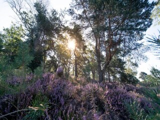 Vakantiepark Holten Omgeving 16
