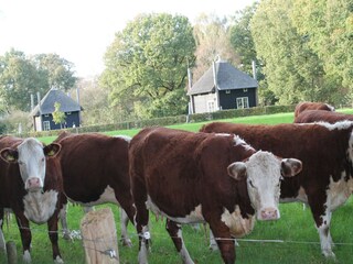 Ferienpark Rijssen Umgebung 24