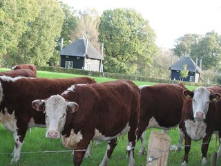 Ferienpark Rijssen Umgebung 25