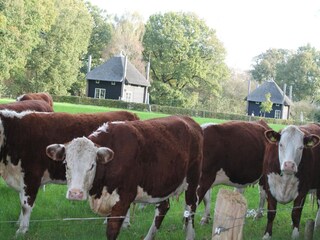 Vakantiepark Rijssen  28
