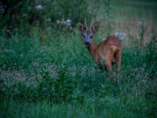 Parc de vacances Enter Environnement 22